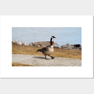 Canada Goose Walking On The Sidewalk Posters and Art